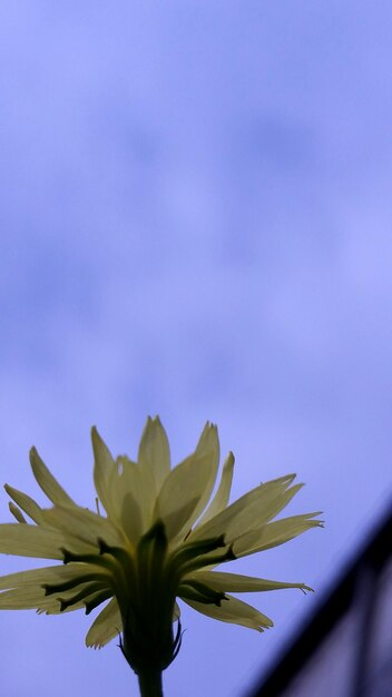 Frame